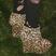 35. Celebrity shoes