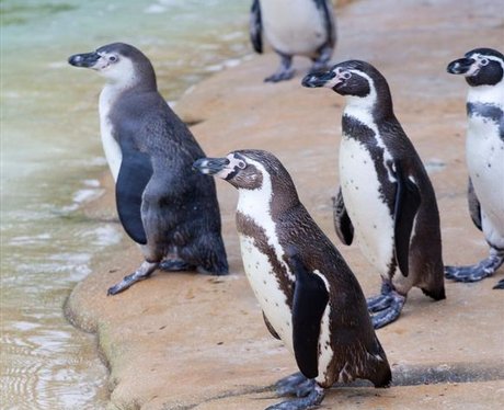 ZSL London Zoo open Penguin Beach - London Zoo's Penguin Beach - Heart
