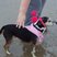 63. Weston-Super-Mare Race for Life 5k 9