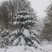 66. Winter Wonderland