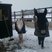 58. Harlington Donkeys
