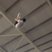 Trampolining Blake 1