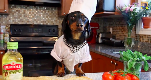 A dog chef