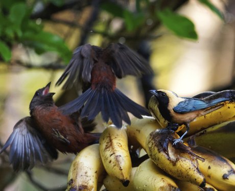 angry birds savage beauty nature at its most awe angry birds savage beauty nature at its most awe