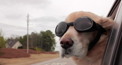 Storyful Heart: Dog goggles