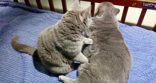 Storyful: Massaging cats
