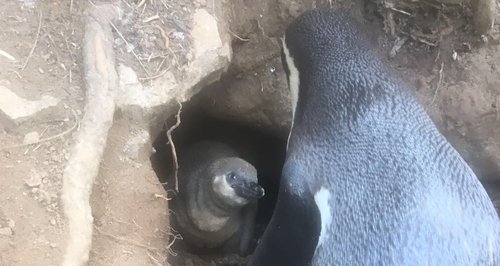 New Woburn Penguin Chick